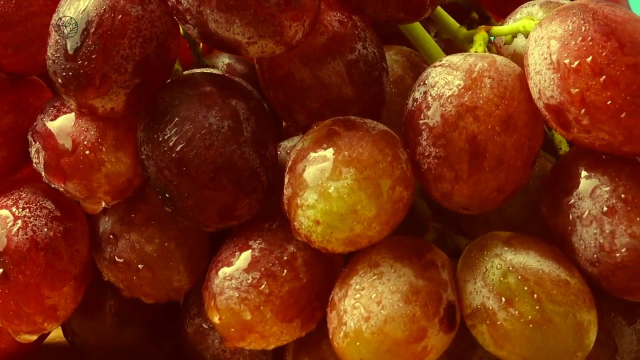 Gold Regenesis Shimmering Body Oil