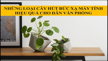 NHỮNG LOẠI CÂY HÚT BỨC XẠ HIỆU QUẢ CHO DÂN VĂN PHÒNG
