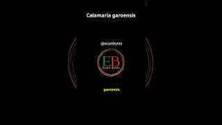 Calamaria garoensis | 2026