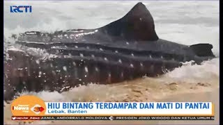 Ikan Hiu Bintang Ditemukan Terdampar dan Mati di Pantai Binuangeun Lebak, Banten - SIP 12/10