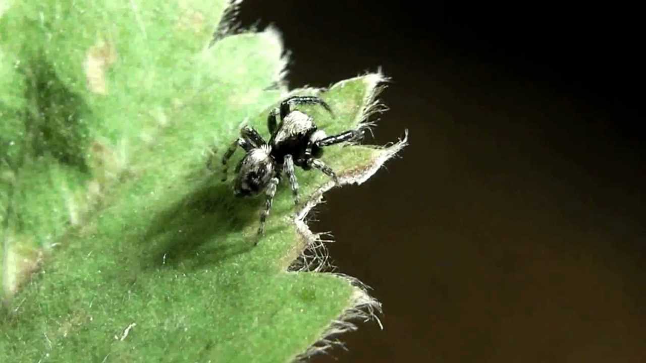 Pseudeuophrys lanigera (SIMON, 1871) - ♂ - jumping spider (Arachnida: Araneae: Salticidae)