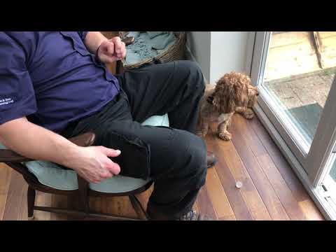 instantly-stop-jumping-up-/-barking-/-bird-chasing-and-more..