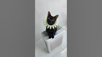 Cái kết chấn động của máy lọc không khí Levoit Vital 100S sau 3 tháng sử dụng tại nhà Vitamin Mèo