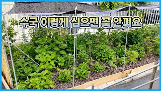 수국 꽃이 피지 않는 새로운 이유를 알아냈어요!! 당년지 수국인데도 꽃이 피지 않는다면 영상을 꼭 봐주세요!!