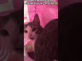 Cat Be Like: Mom Help Me! 😂😸 | Funny Cat Shorts