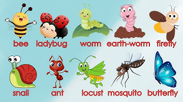 Cute Animals | Học tiếng Anh tên các loại Côn trùng - Insects | Oh Vui Kids