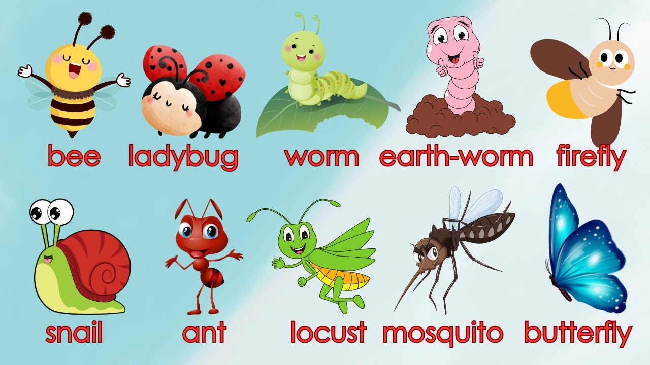 Cute Animals | Học tiếng Anh tên các loại Côn trùng - Insects | Oh Vui Kids