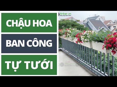 Video: Mimulus Cho Ban Công, Chậu Và Bồn Hoa