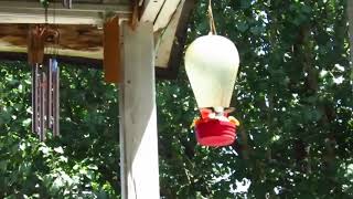 Hummingbird footage filmed at 60 frames per second frame for  1/2000 of a second shutter