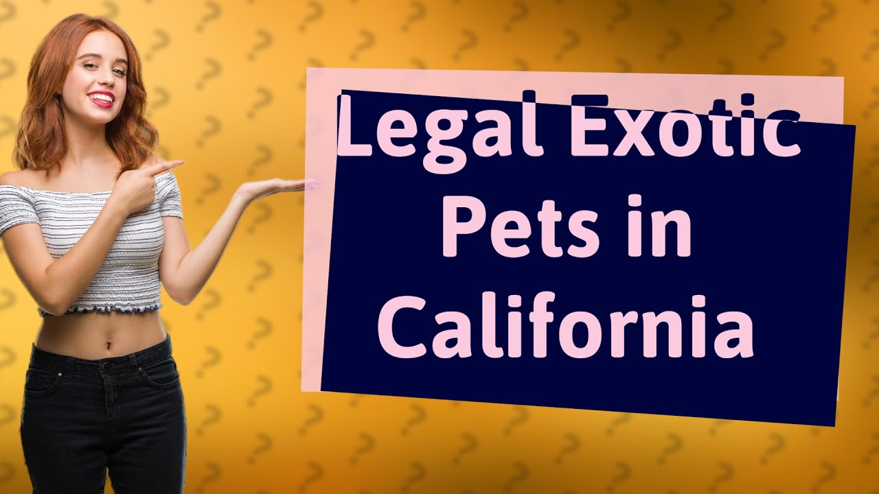 What Exotic Pets Can I Legally Own In California YouTube what-exotic-pets-can-i-legally-own-in-california-youtube