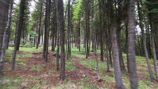 How to Tree Surf with the DJI NEO 2 / Motion Controller