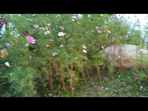 Video Hội Đánh Trống Lân Hay - Đông Anh - Hà Nội #mualan - youtube