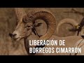 Liberación de Borrego Cimarrón en Sonora - OVIS, Vitro y Cemex