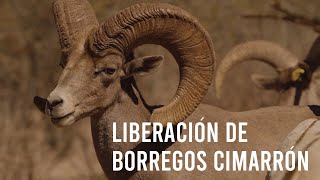 Liberación de Borrego Cimarrón en Sonora - OVIS, Vitro y Cemex