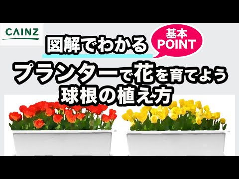 花の球根をプランターに植え付ける方法 となりのカインズさん