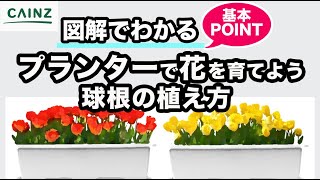 プランターを使った花の球根の植え付け方 初心者でも安心 カインズhowto Youtube