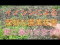 20200710 イノシシによる農業被害　前回の6月に比べさらに暴れています‼