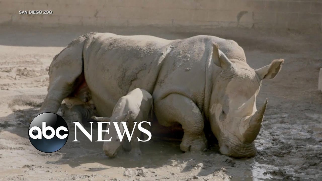 San Diego Zoo welcomes male baby rhino