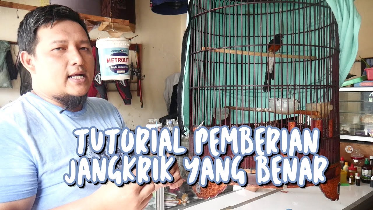 TUTORIAL I Begini Pemberian Pakan Jangkrik yang Benar - YouTube