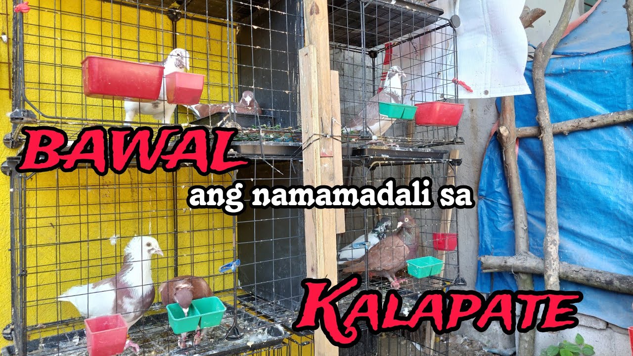 Bawal nagmamadali sa pag ka-Kalapate. Hindi minamadali ang magandang resulta sa Kalapate.