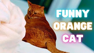 Crazy Orange Cat Behavior