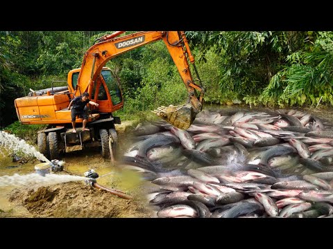 Fishing Technology: Use Large Excavator & Cannon Pump Sucks Water, Catch Many Fish In Lake