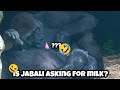 When Jabali saw Ringo's chest, he couldn't resist wanting to drink milk.🤣🍼😅呷百二找到林戈的胸部，忍不住想喝奶
