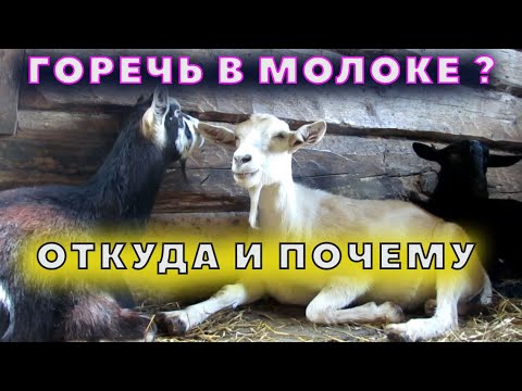 Горькое молоко у коз