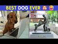Wholesome Dog Ratings That Will Instantly Make You Smile 🐶😂
