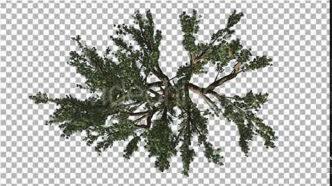 Cedar of Lebanon Crown Top Down Tree Swaying | Motion Graphics - Envato elements