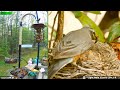 Lgr bird feed  bird nest april 26 2024