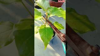 পাকুড় বনসাই কাটিং পাকুড় বনসাই ficus_rumphii_bonsai bonsai shorts