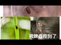 狗狗被蜱蟲咬到怎麼辦 How To Remove Ticks Quickly