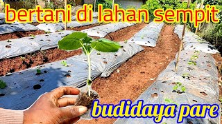 Cara Tanam Pare Hibrida Agar Berbuah Lebat dan Besar (Budidaya Pare Dilahan Sempit)