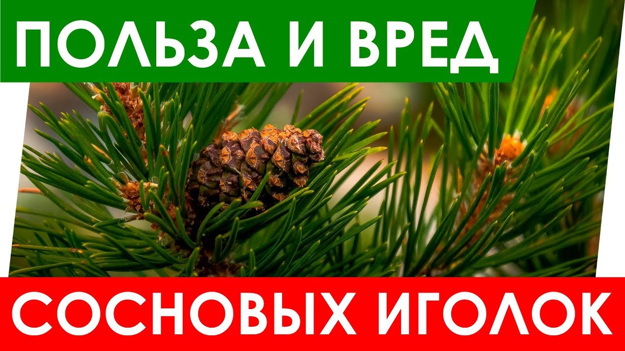 Польза хвойных