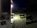 Angry Cat Fights LEOPARD to Save Her Kittens