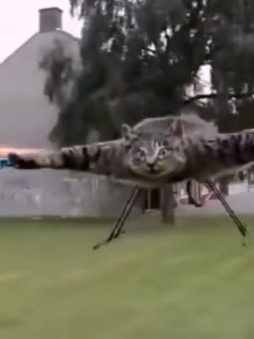 Cat Helicopter | Helicopter Cat Meme