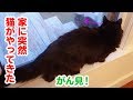 【かわいい】外から来た猫を見たしおちゃんの反応とは?【立ち上がる】