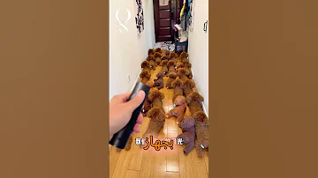هل تستطيع تمييز الكلب الروبوت بين هذه الكلاب 