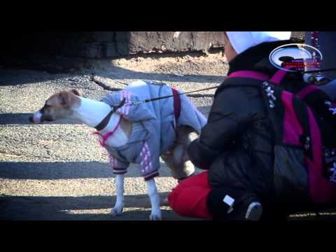 Выставка собак "Амурский талисман" 2015