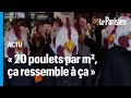 Des militants déguisés en poulets occupent un Burger King à Paris