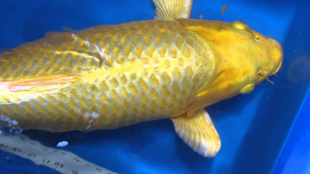 28"-29" Yamabuki Ogon Japanese Koi Fish - YouTube