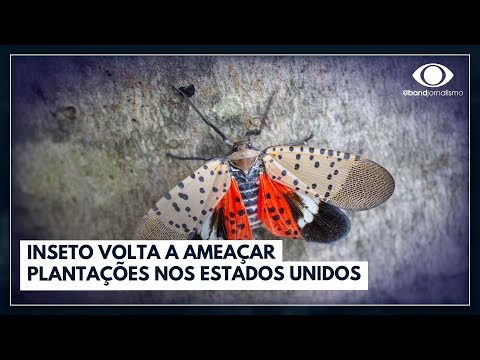 Vídeo: O ataque matará as moscas-das-lanternas?