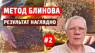 Метод Блинова в пчеловодстве Результат метода Спасаем слабые семьи #2