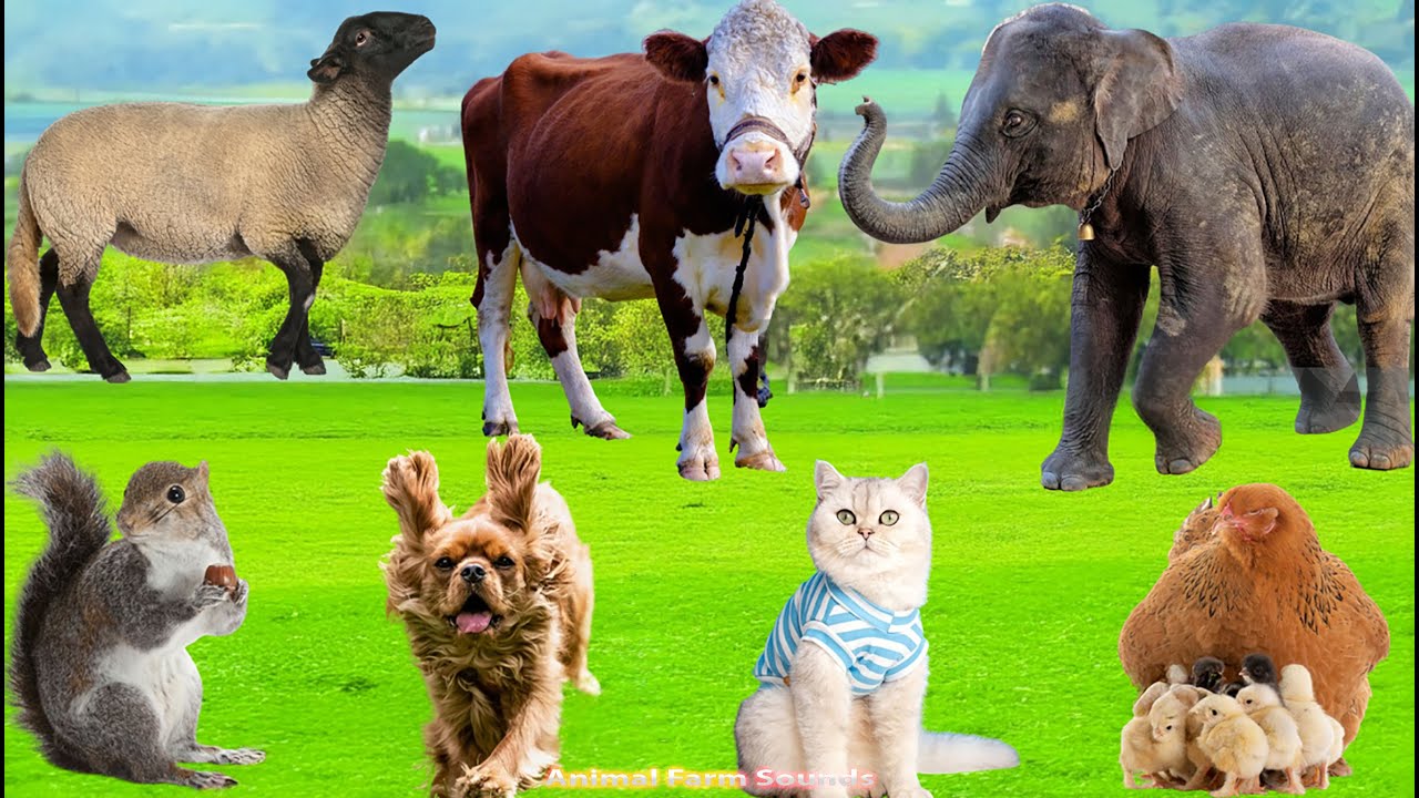 Explore Farm Animal Sounds: Sheep, Goat, Elephant, Cat, Dog, Chick, Duck, Cow - Animal Sounds