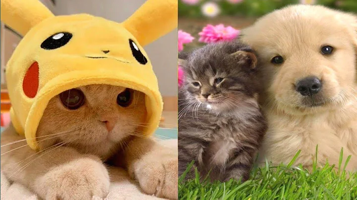 Video 11235681: cat dog funny compilation, cats compilation cute dogs, cutecat