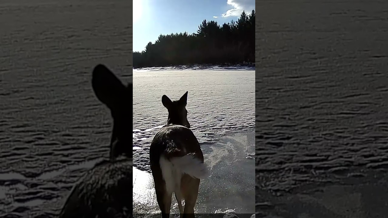 Whitetail Deer Decides Against Thin Ice River Crossing