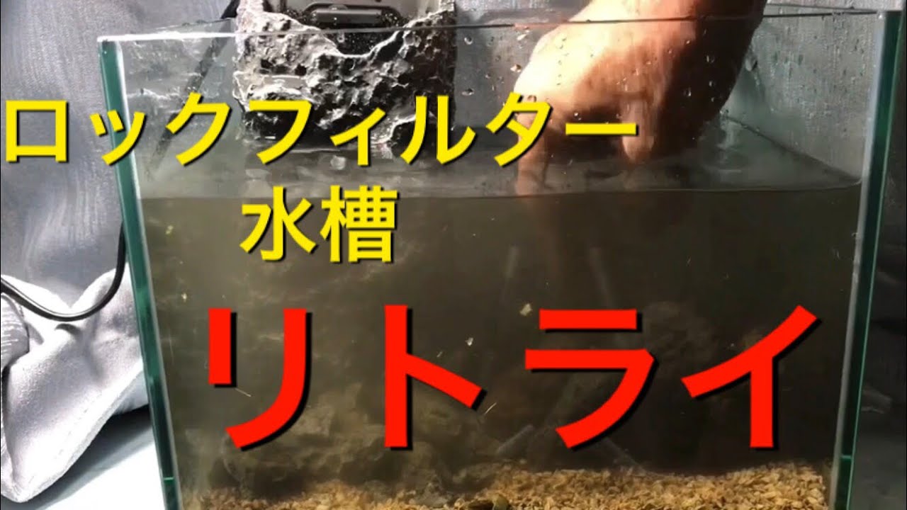 アクアリウム 熱帯魚】ロックフィルター水槽リトライ - YouTube