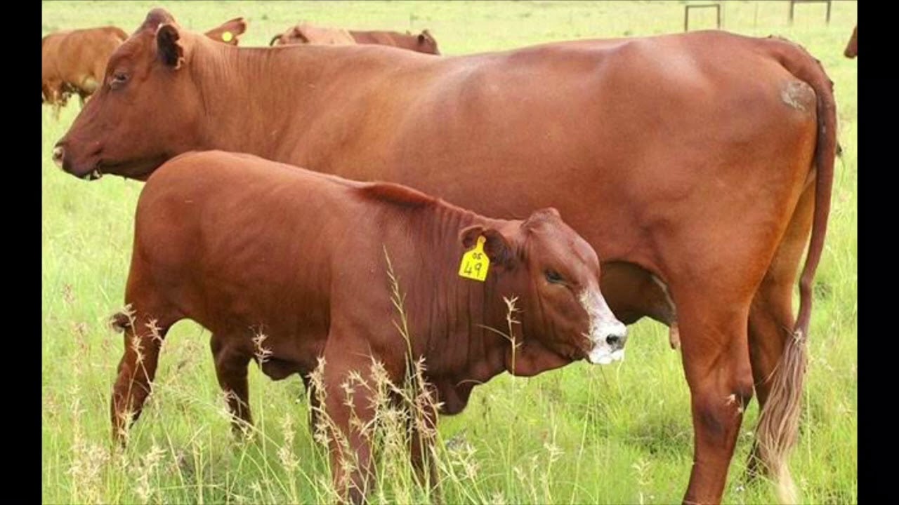 Cattle Farming - Tebogo Molele (Farmer & Agricultural Mentor)
