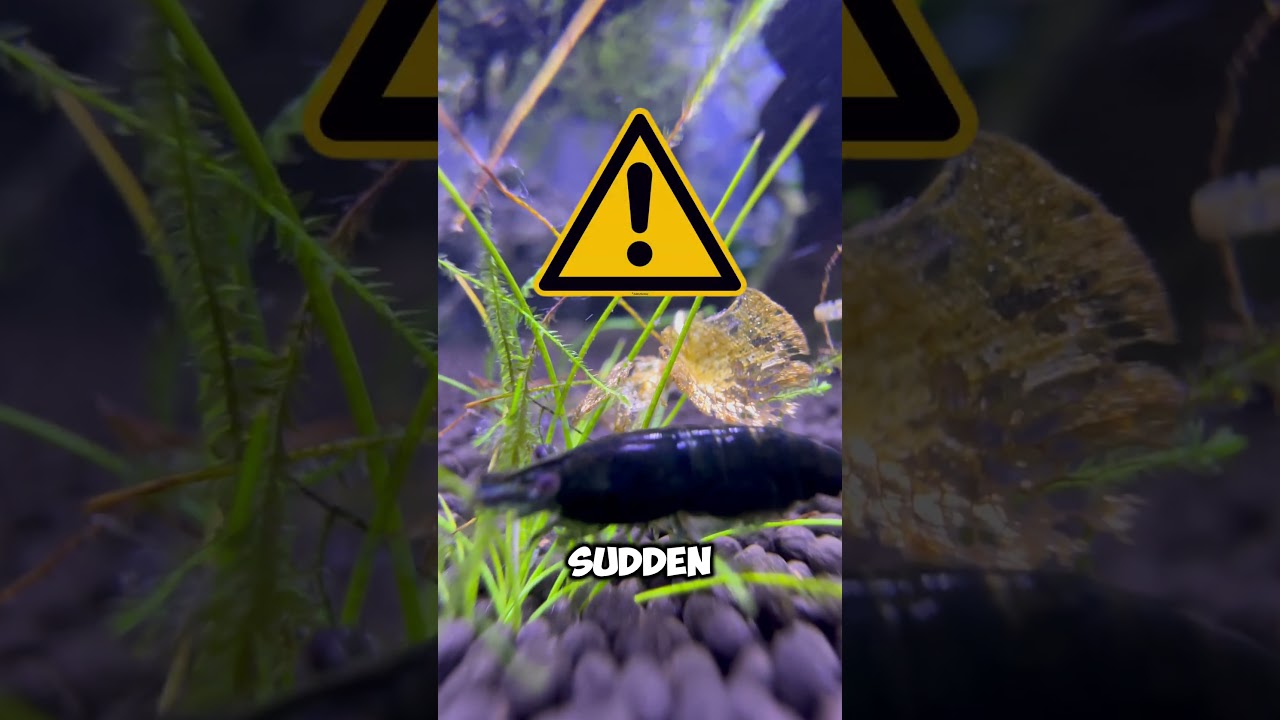 Reasons why your shrimp may be dying ! 